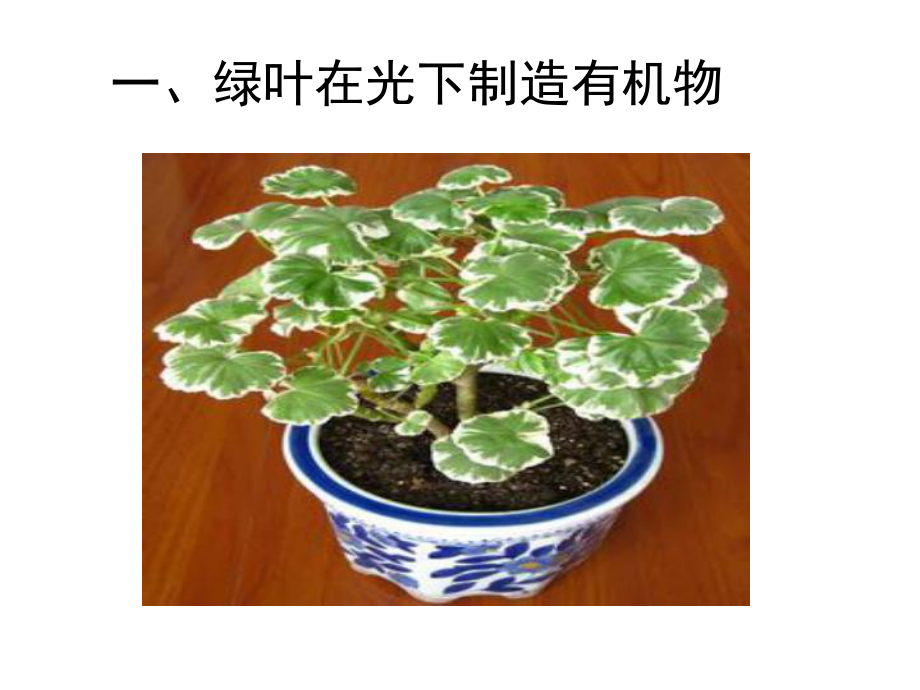 公开课课件 人教版七年级上：绿色植物是生物圈中有机物的制造者.ppt_第2页