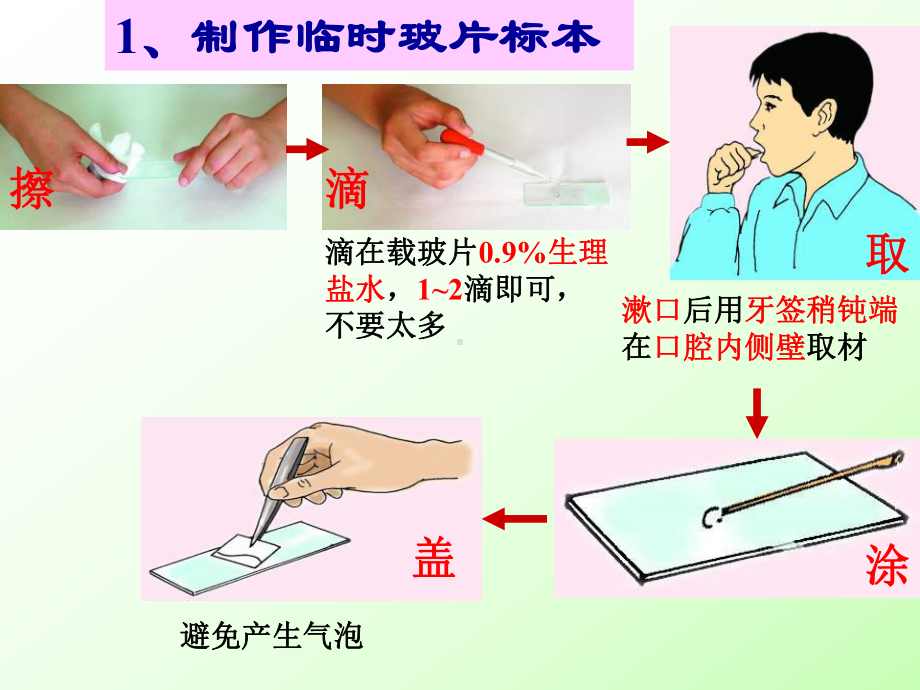 人和动物细胞的结构和功能课件.pptx_第3页