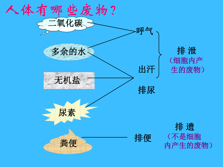 45人体内废物的排出课件(新人教版七年级下).ppt_第2页