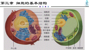 人教版新教材《细胞膜的结构和功能》教学2课件.pptx