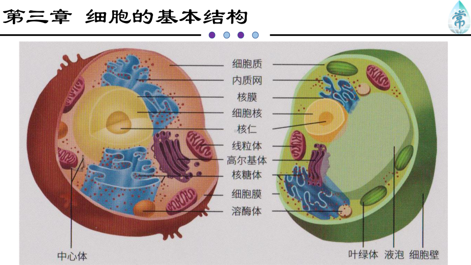 人教版新教材《细胞膜的结构和功能》教学2课件.pptx_第1页