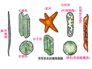 32人和动物细胞的结构和功能课件(苏教版七年级上).ppt