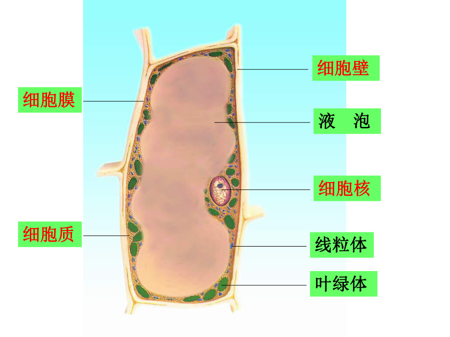 32人和动物细胞的结构和功能课件(苏教版七年级上).ppt_第2页