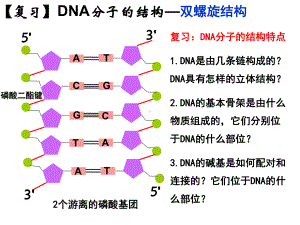 《DNA的复制》课件人教版高中生物1.ppt