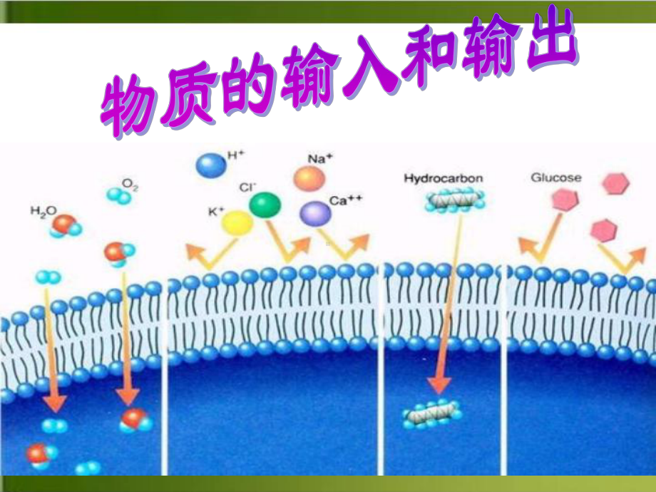 （人教版）高中生物被动运输教学1课件.ppt_第1页