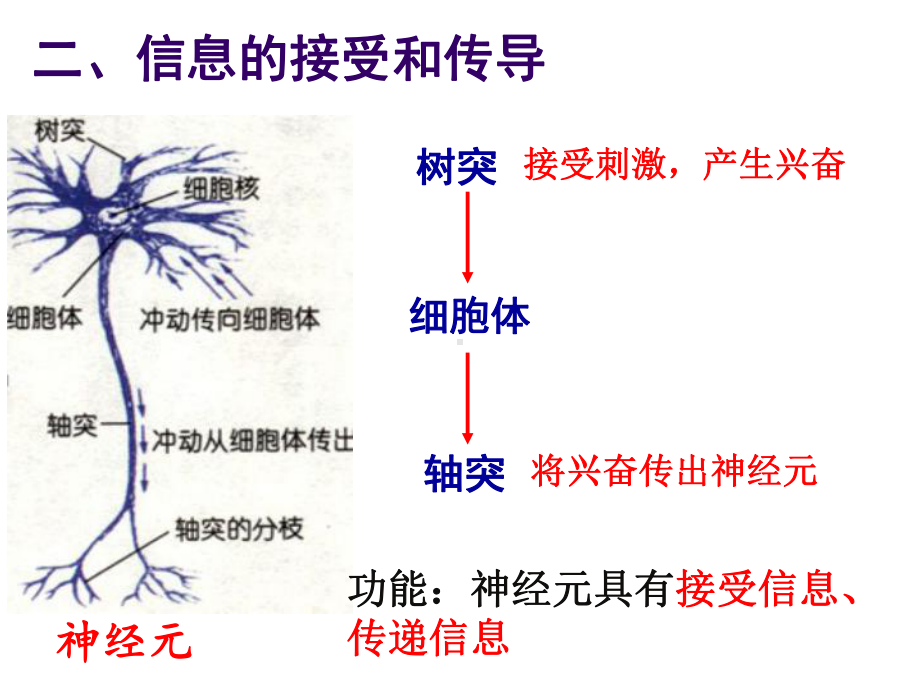 八年级上《神经调节》新教材浙教版2课件.ppt_第3页