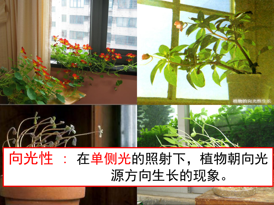 人教版高中生物必修三《31植物生长素的发现》课件.ppt_第3页