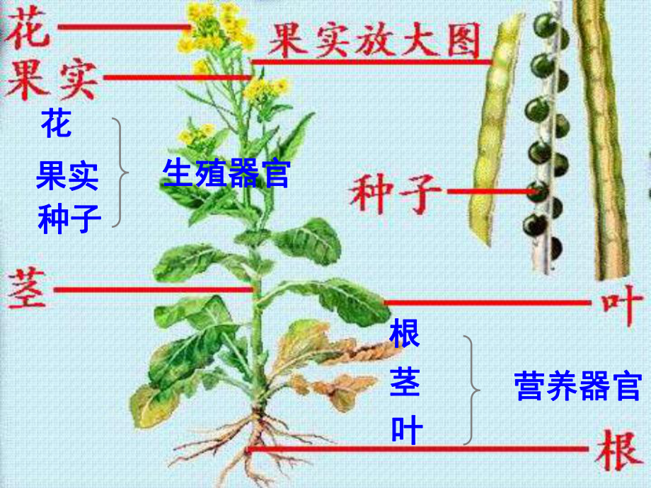 《植物的生殖》课件 (公开课获奖)2022年苏科版 -002.ppt_第3页