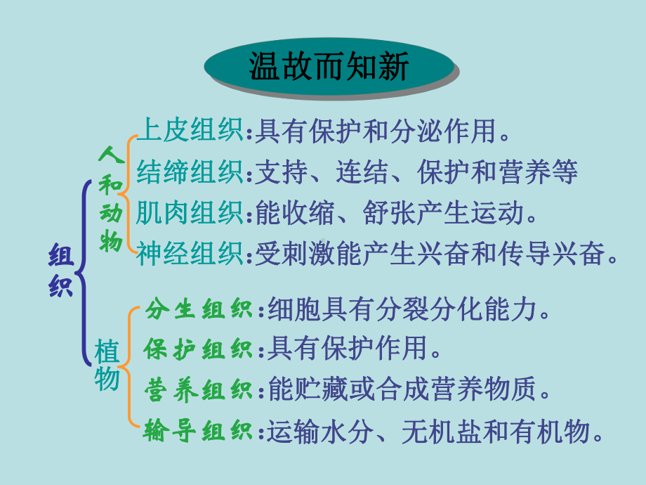 42 生物体的器官、系统课件(北师大版七年级上).ppt_第3页