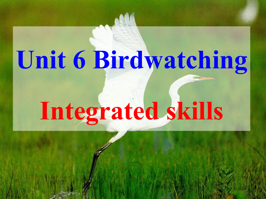 8A Unit 6 Birdwatching Integrated skills课件(牛津译林版八年级上).ppt(课件中不含音视频素材)_第1页