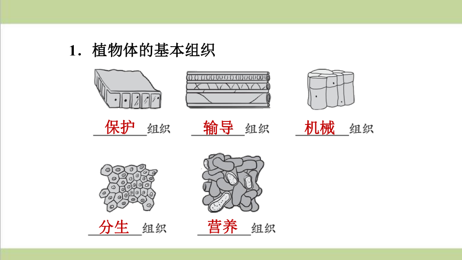 人教版七年级上册初中生物 223 植物体的结构层次 重点习题练习复习课件.ppt_第2页