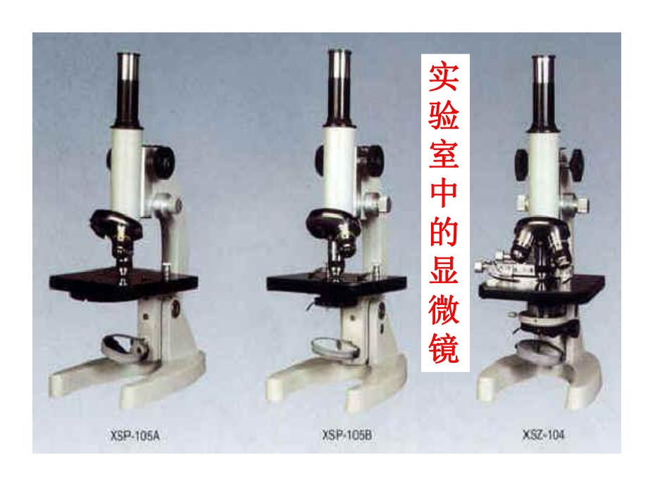 22 细胞(第二课时)课件(浙教版七年级上).ppt_第2页