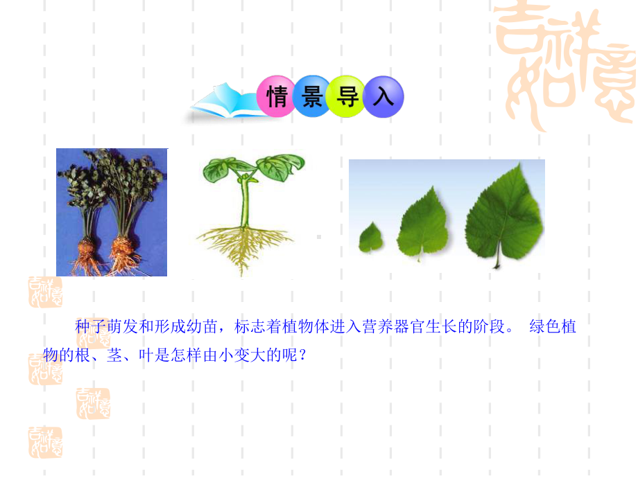 北师大版七年级上册生物 《营养器官的生长》课件.pptx_第2页