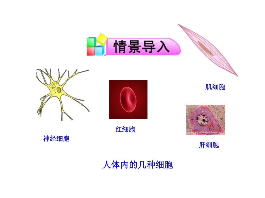 32 人和动物细胞的结构和功能课件2 (苏教版七年级上).ppt_第2页