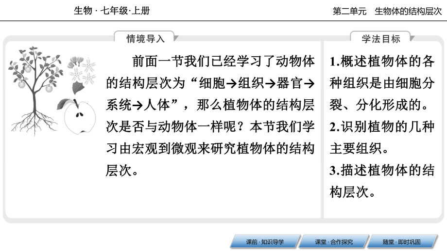 人教七年级生物上册 植物体的结构层次课件.ppt_第2页