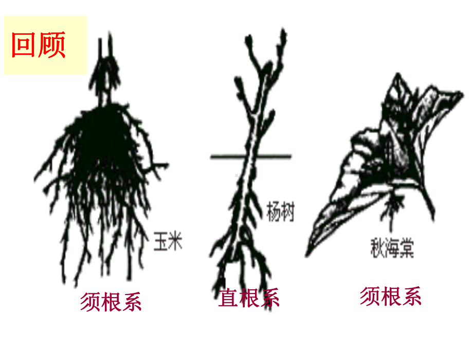 七年级生物上册 第6章第3节 生殖器官的生长课件 北师大版.ppt_第1页