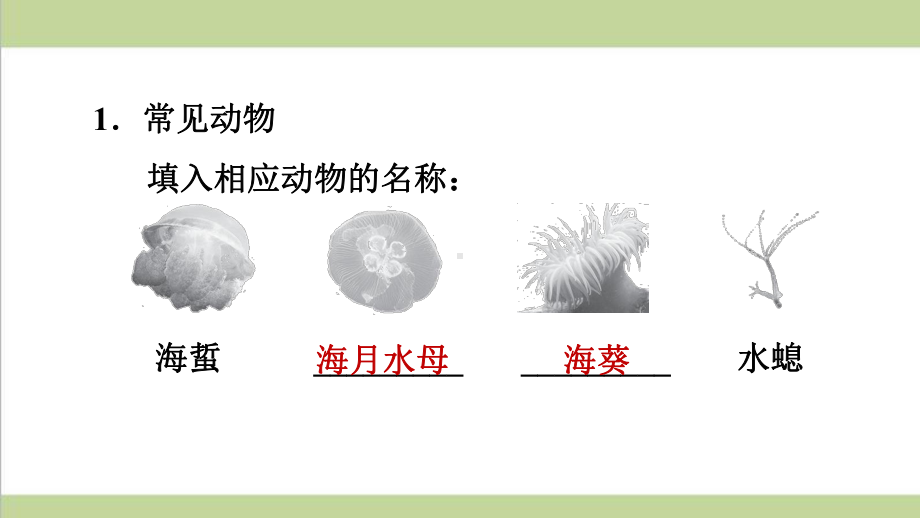 人教版八年级上册生物 111 腔肠动物 课后习题重点练习课件.ppt_第2页