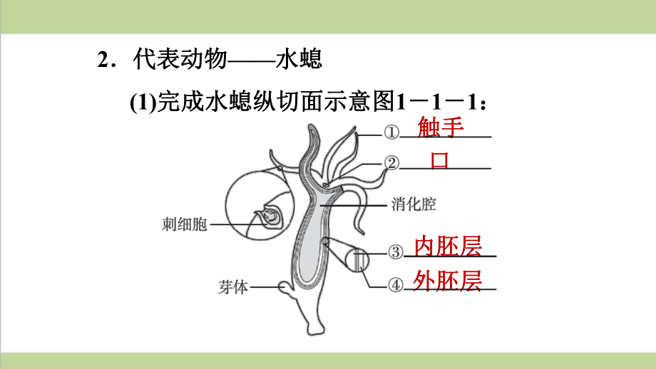 人教版八年级上册生物 111 腔肠动物 课后习题重点练习课件.ppt_第3页