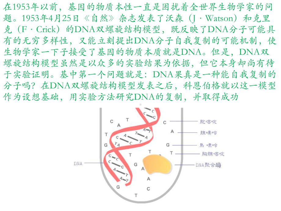 人教版新教材《DNA的复制》教学课件1.ppt_第2页