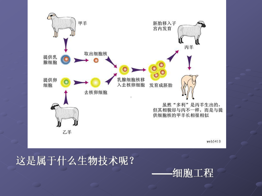 公开课课件 细胞工程.ppt_第3页