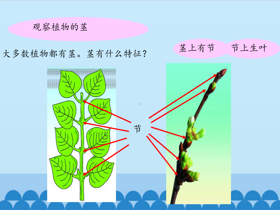 四年级上册科学课件 植物的茎粤教版.pptx_第3页