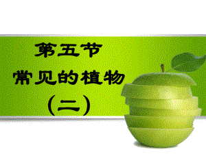 25 常见的植物(第二课时)课件(浙教版七年级上).ppt