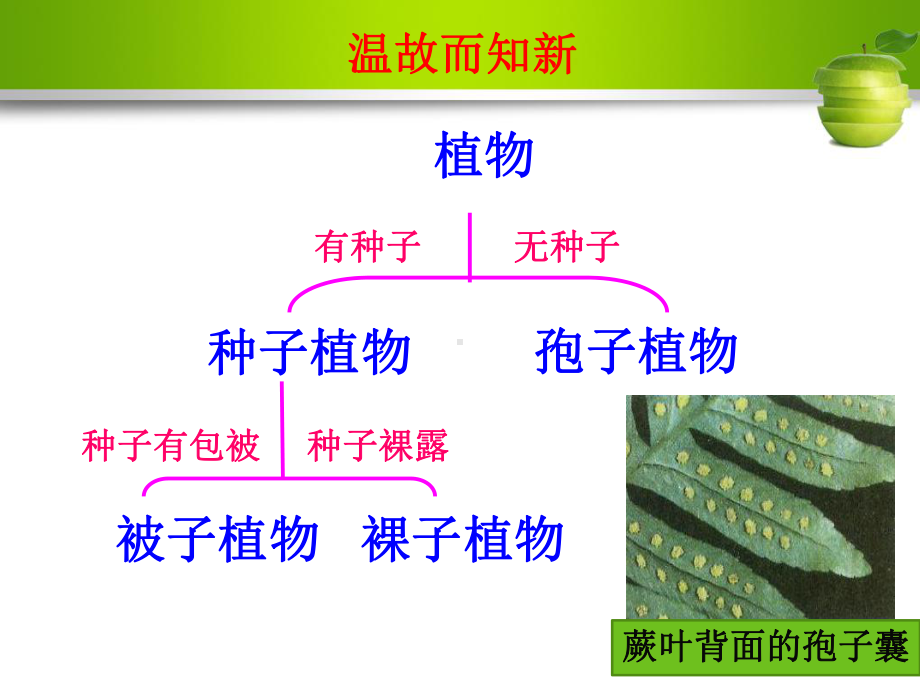 25 常见的植物(第二课时)课件(浙教版七年级上).ppt_第3页