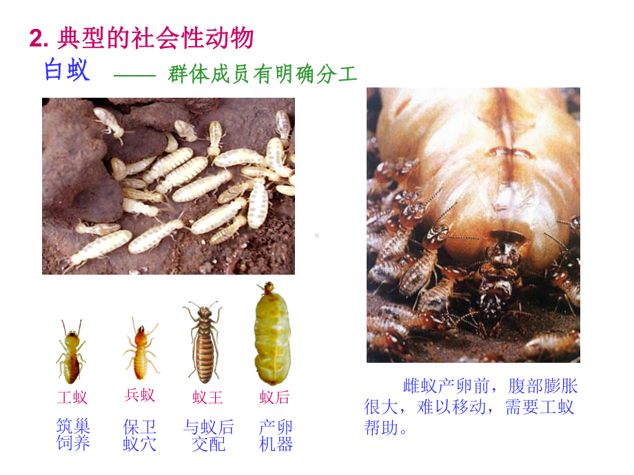 初中生物社会行为课件.ppt_第3页