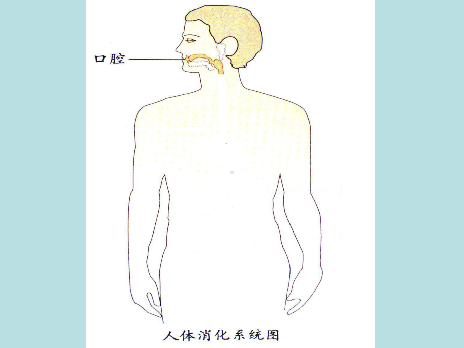 四年级上册科学课件 43 食物的消化｜苏教版 .ppt_第2页