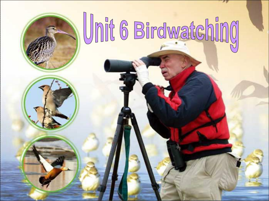 Unit6 Birdwatching Integrated skills课件(牛津译林版八上).ppt(课件中不含音视频素材)_第1页