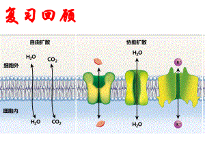 人教版新教材《主动运输与胞吞、胞吐》课件1.pptx