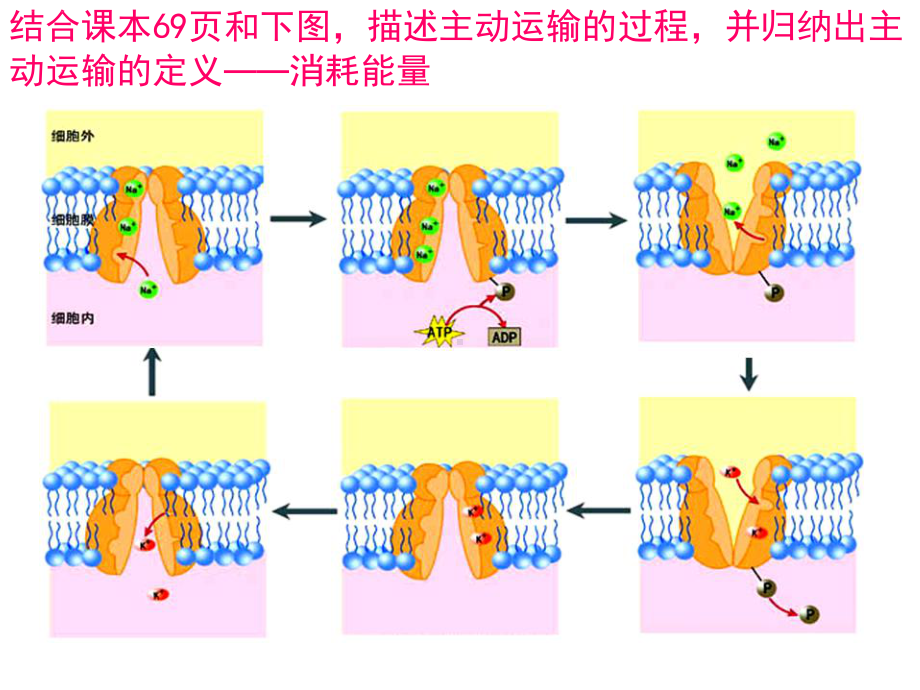 人教版新教材《主动运输与胞吞、胞吐》课件1.pptx_第3页