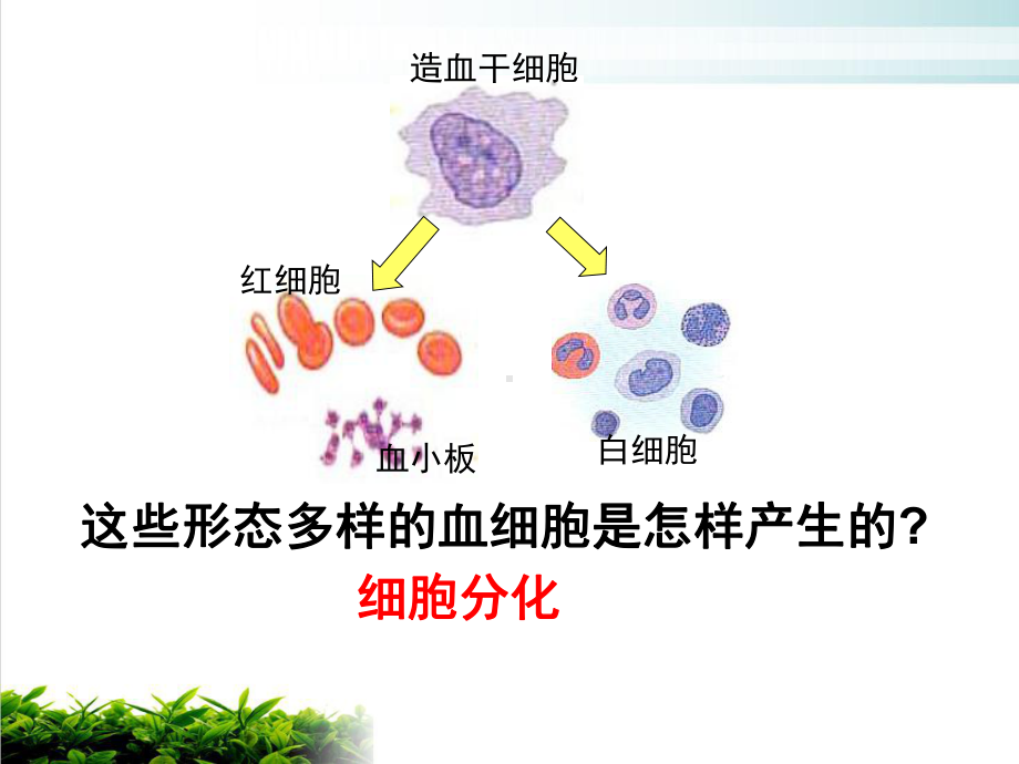 （新教材）人教版高中生物细胞的分化教学课件2.pptx_第3页