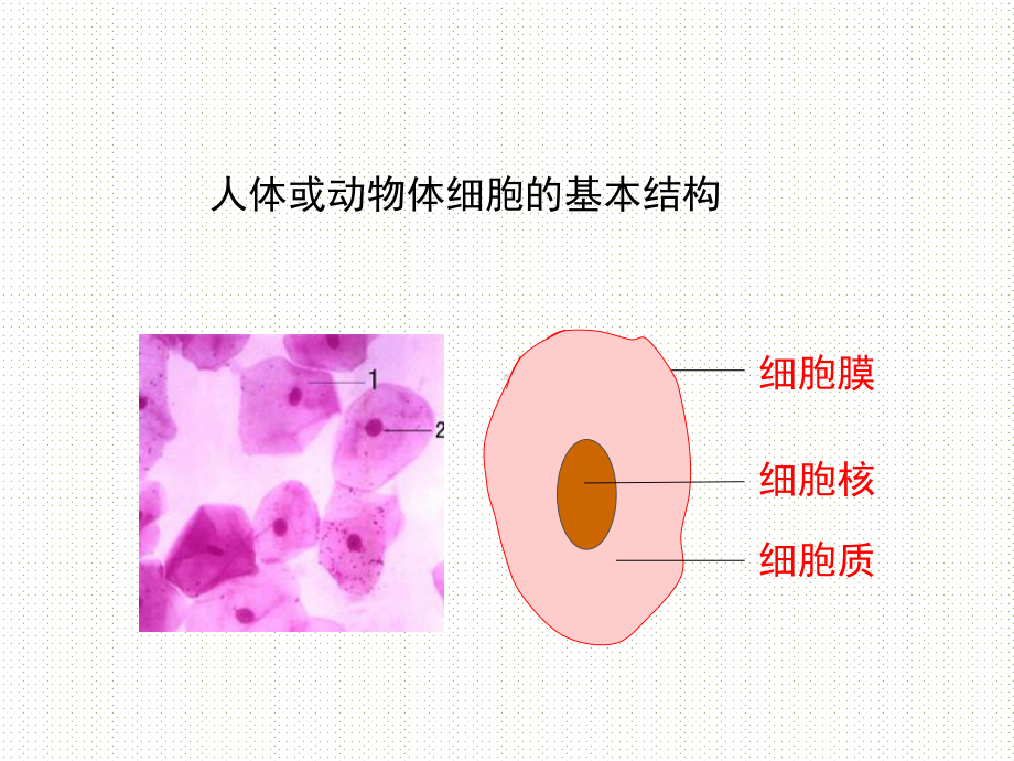 公开课课件 北师大版七上《细胞的基本结构和功能》第2课时课件.ppt_第3页