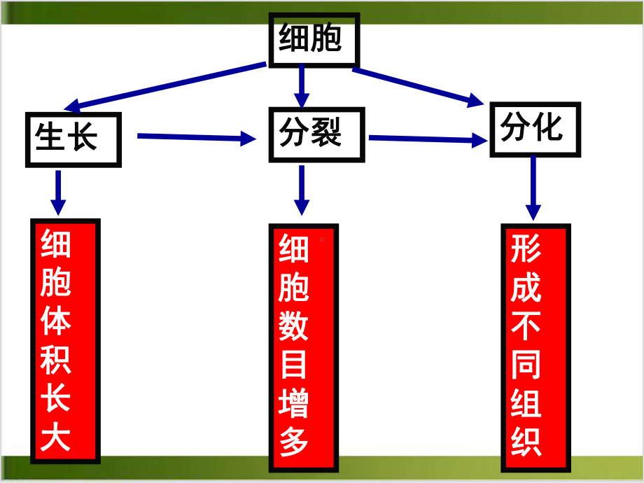 （新人教版）植物体的结构层次上课用1课件.ppt_第2页