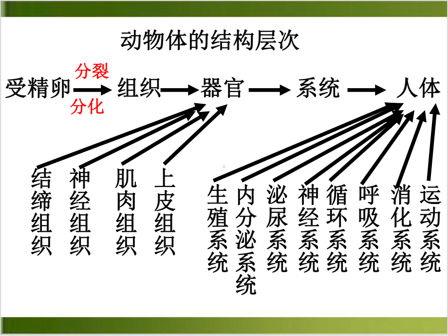 （新人教版）植物体的结构层次上课用1课件.ppt_第3页