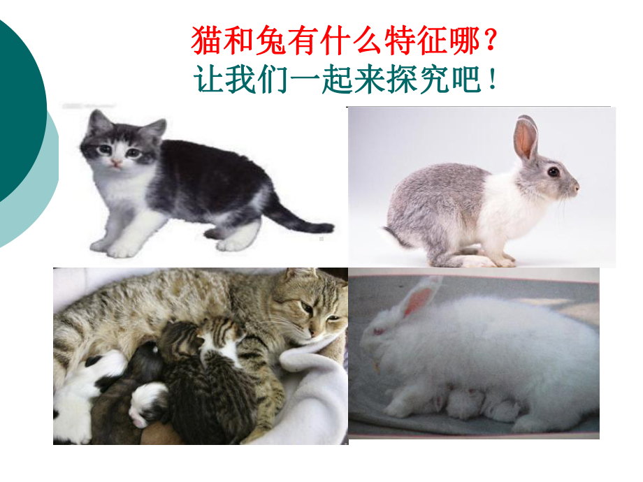 《猫和兔》经典课件.pptx_第3页