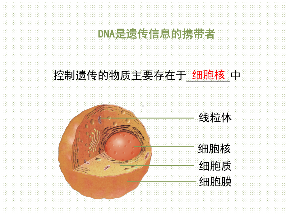 公开课课件 北师大版初中生物学八上《性状遗传的物质基础》课件1.ppt_第3页