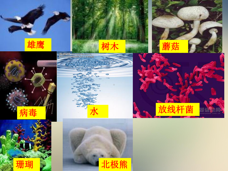 J济南版初一生物第一单元第一章第一节生物的基本特征课件.pptx_第3页