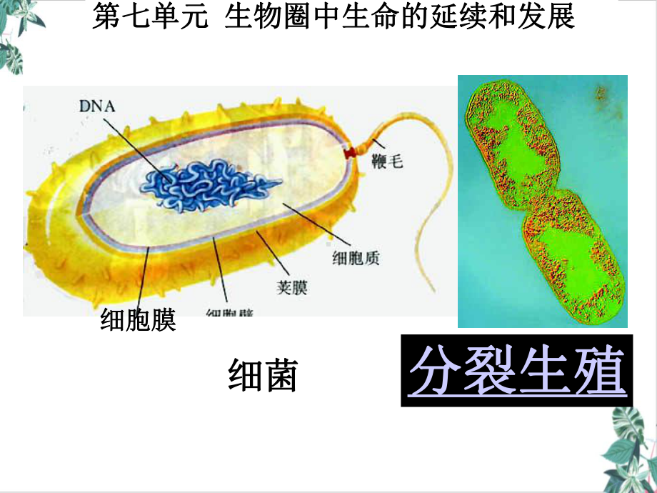 人教版植物的生殖完整版课件.ppt_第3页