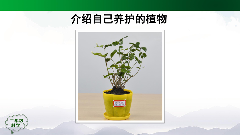 二年级上册科学-谁的植物长得好人教版标准课件.pptx_第3页