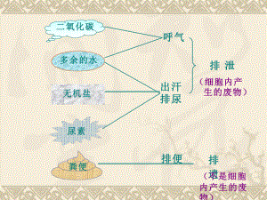 初中生物《尿液的形成和排出》教学课件设计.pptx