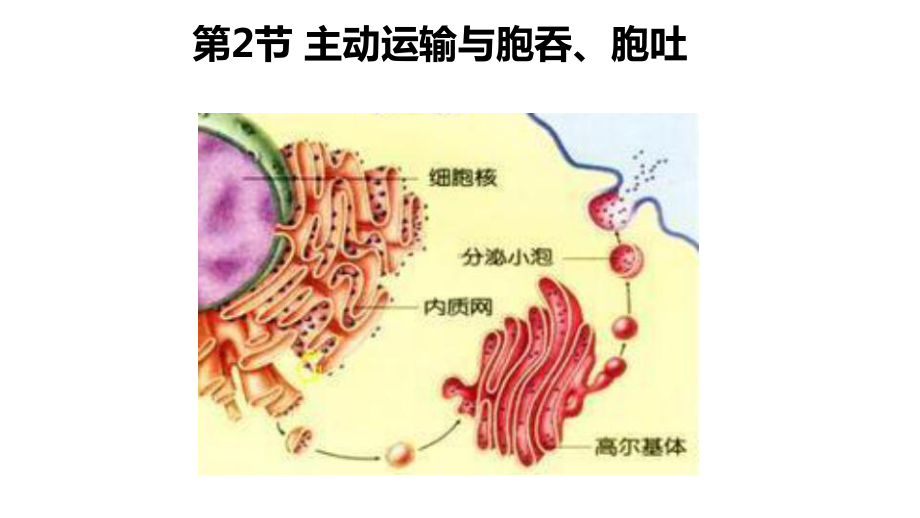 人教版新教材《主动运输与胞吞、胞吐》优质课件1.pptx(课件中无音视频)_第1页