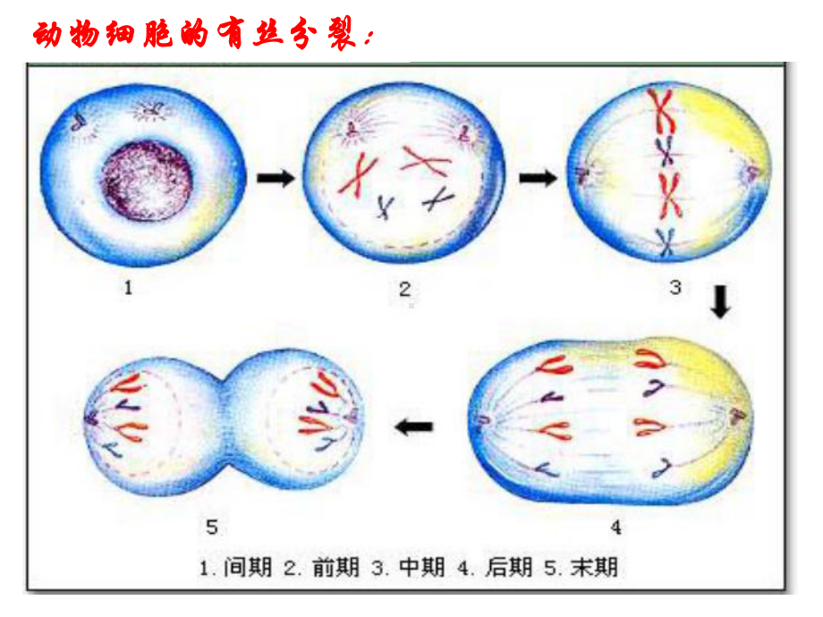 减数分裂与受精作用 非常好课件.ppt_第3页