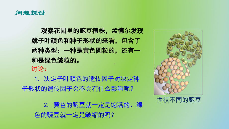 （新教材生物）《孟德尔的豌豆杂交实验(二)》1课件.pptx_第2页