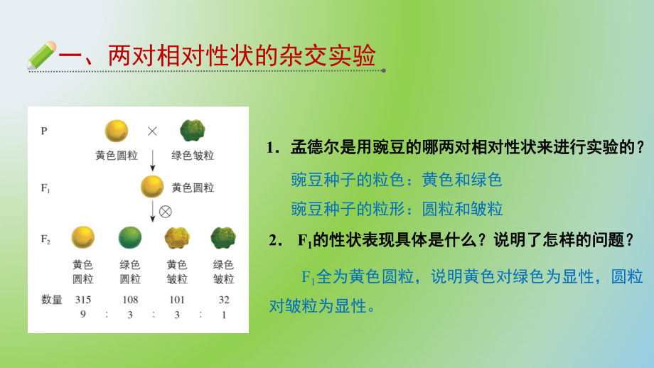 （新教材生物）《孟德尔的豌豆杂交实验(二)》1课件.pptx_第3页