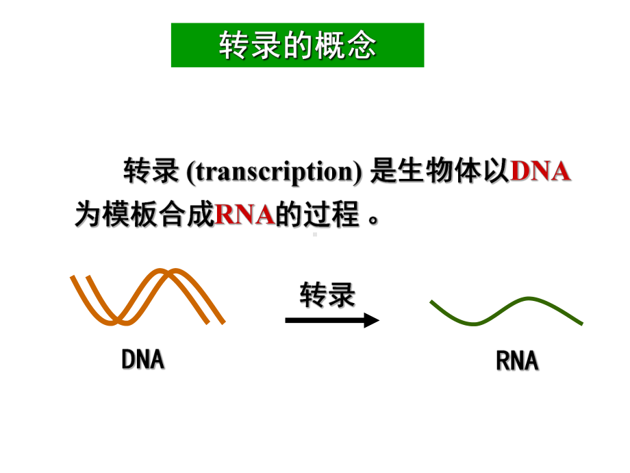 人大附中生物竞赛辅导 生物化学15转录与基因表达调控课件.ppt_第3页