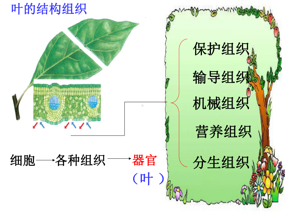 23 生物体的结构层次(第三课时)课件(浙教版七年级上).ppt_第2页