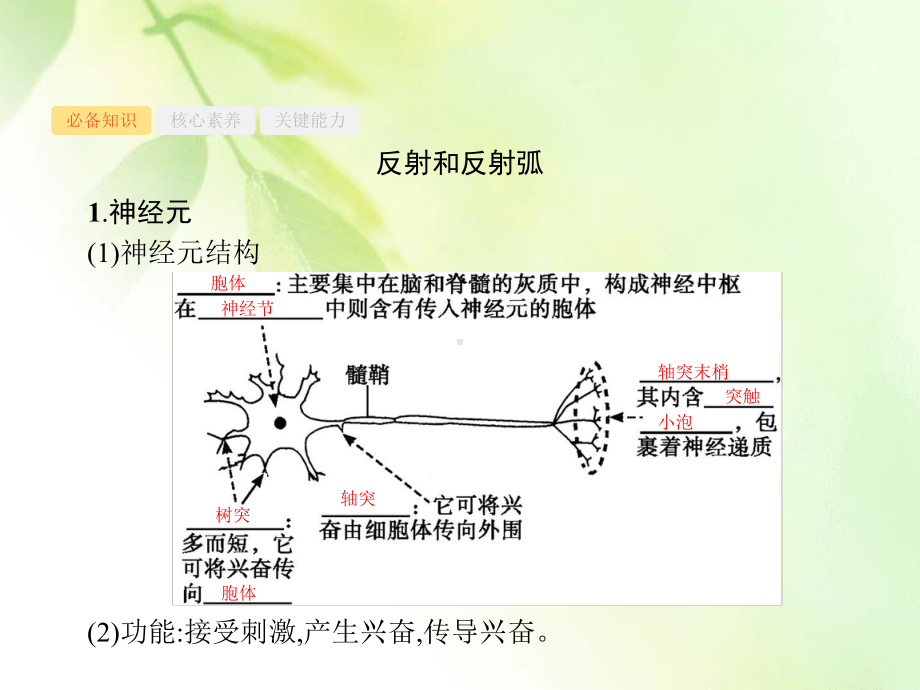 2021版高考人教版生物一轮复习课件：第26讲 通过神经系统的调节.pptx_第3页