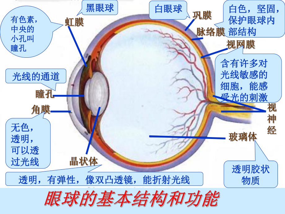 北京版初中初一七年级下册生物：感觉和感觉器官-课件5.ppt_第2页